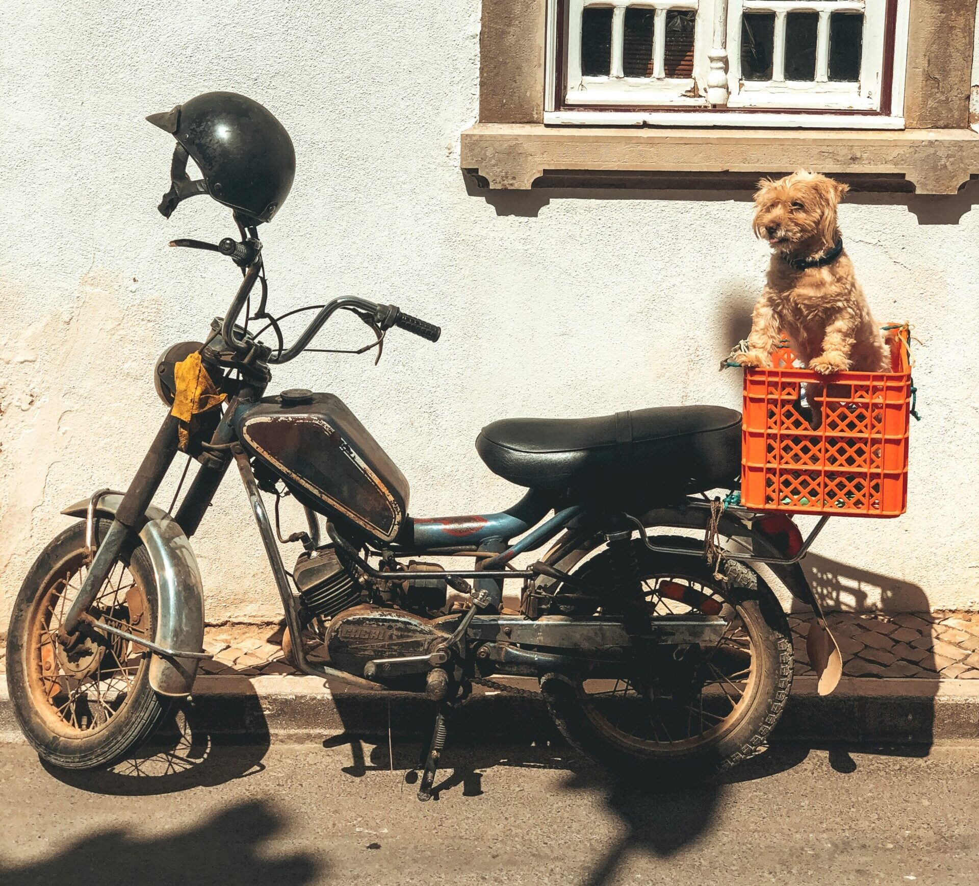 7 Benefits of a Bike Dog Carrier—Safe and Fun Rides for Your Pet